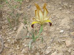 زنبق ایرانی